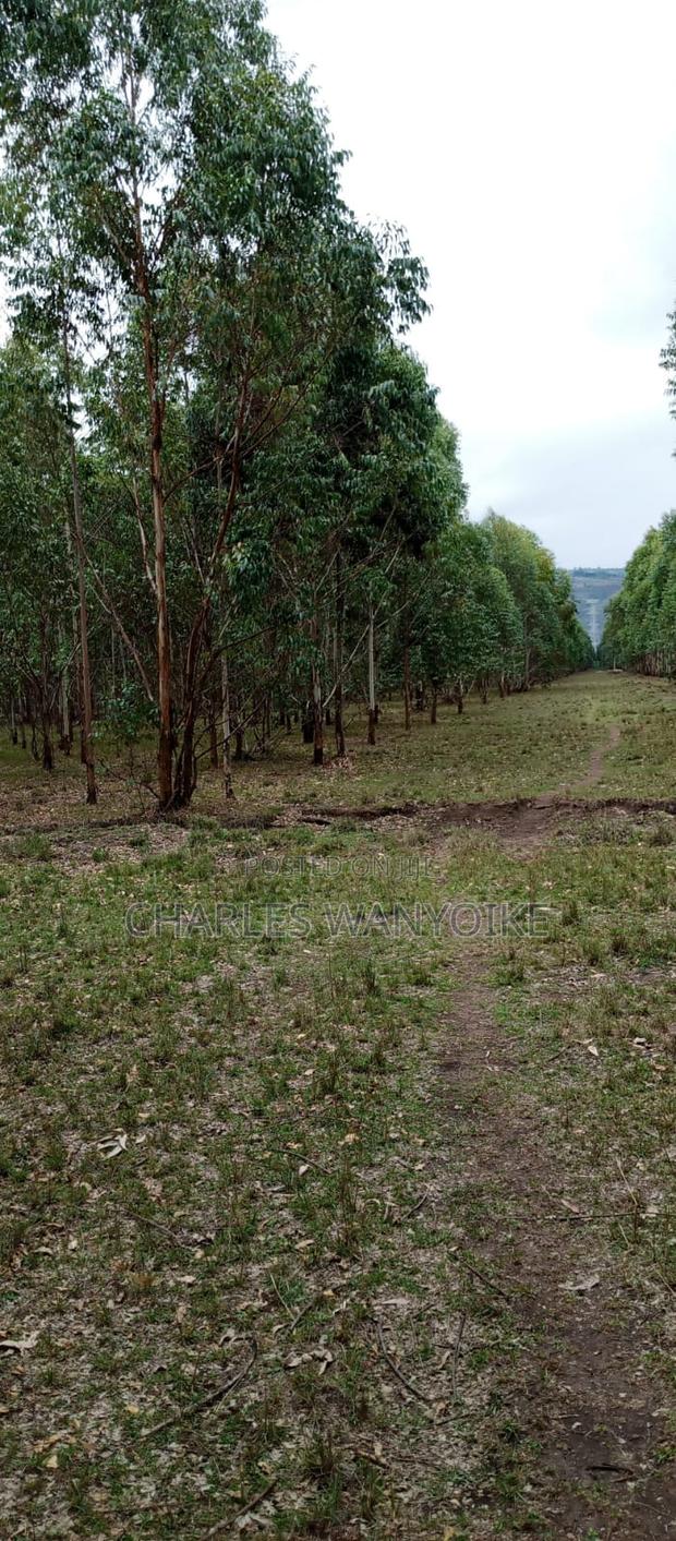 Land on Sale.270 Acres With Mature Trees