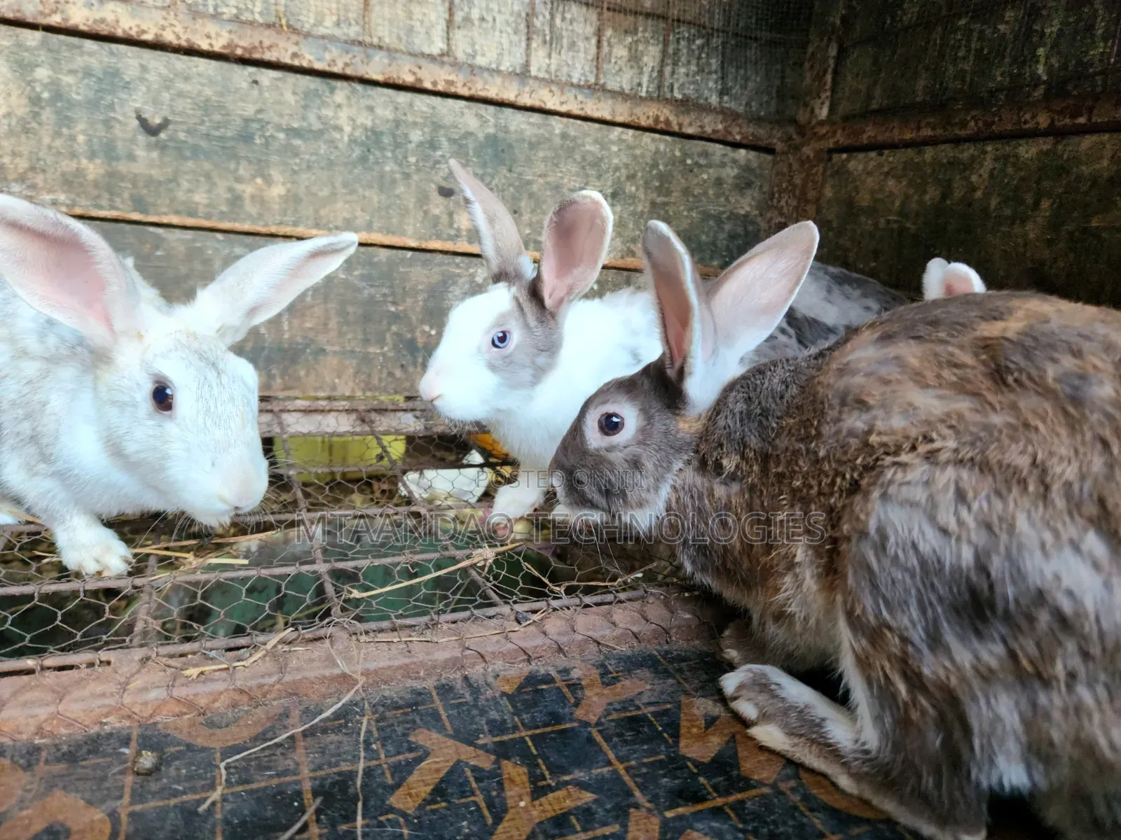 2 Month Old Rabbits for Sale