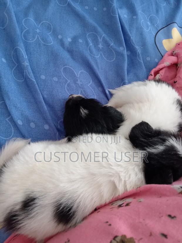 1-3 months Female Purebred Japanese Spitz - thumbnail 3