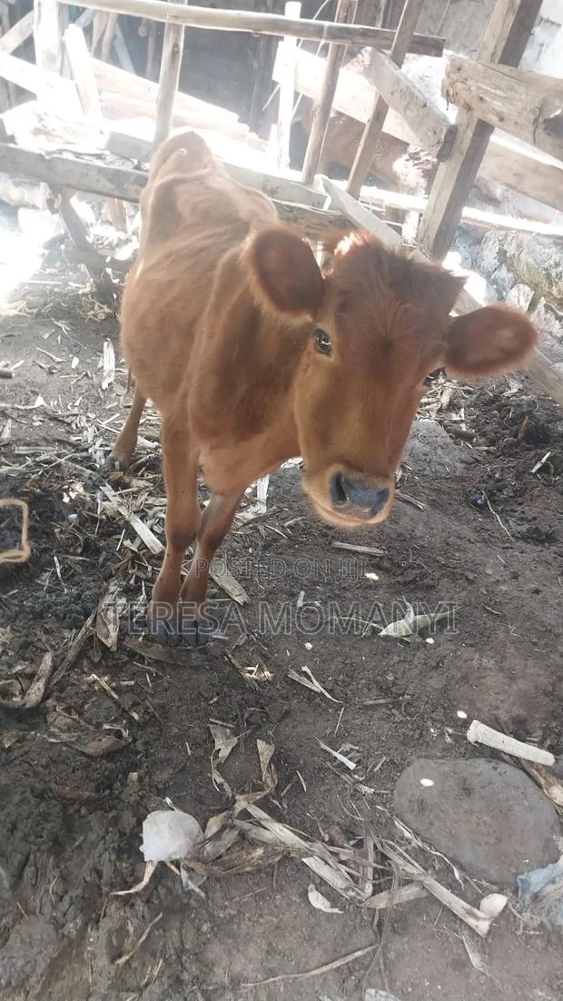 Young Guernsey Cow