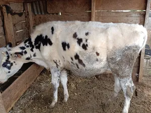 Holstein Heifer (17months Old)