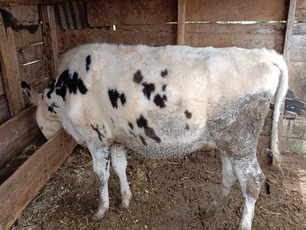 Holstein Heifer (17months Old) - thumbnail 2