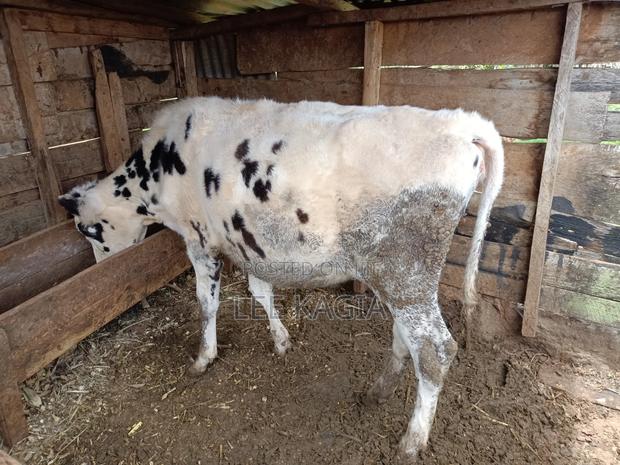 Holstein Heifer (17months Old) - thumbnail 3