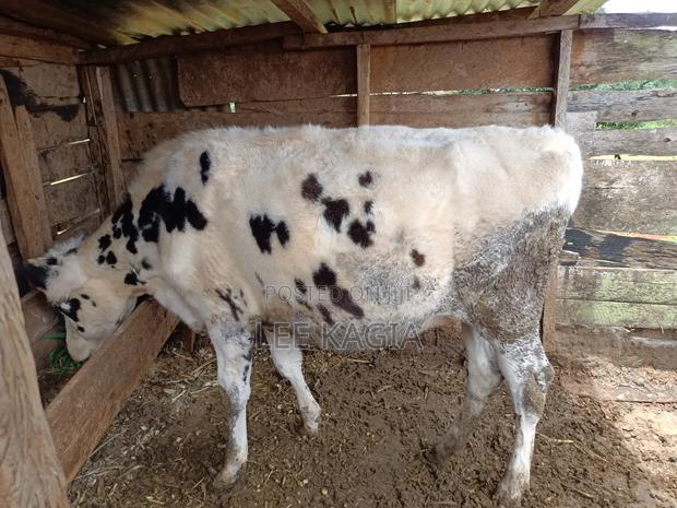 Holstein Heifer (17months Old) - thumbnail 4