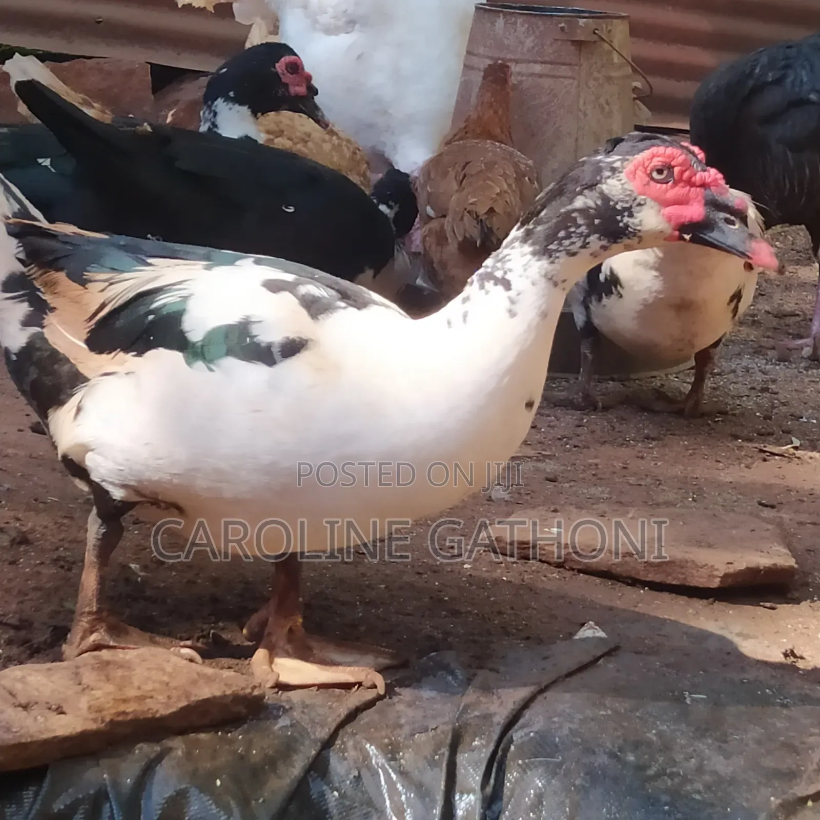 Mascuvy Ducks