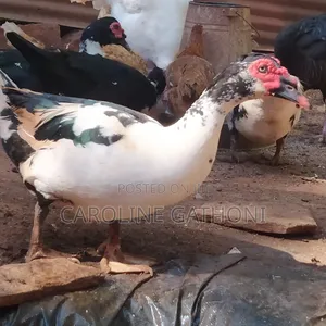 Mascuvy Ducks