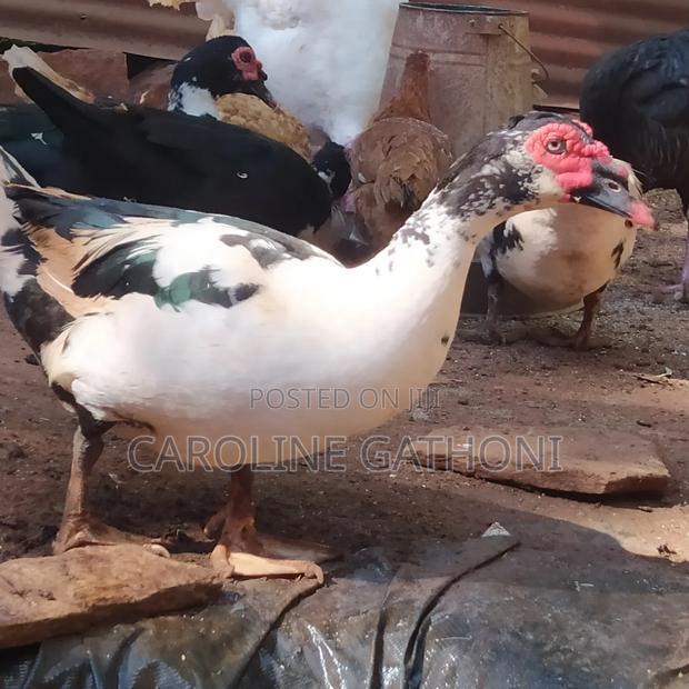 Mascuvy Ducks - thumbnail 2