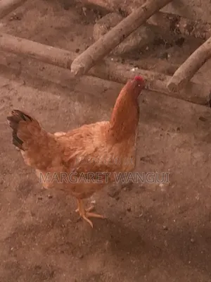 Improved Kienyeji Good for Meat