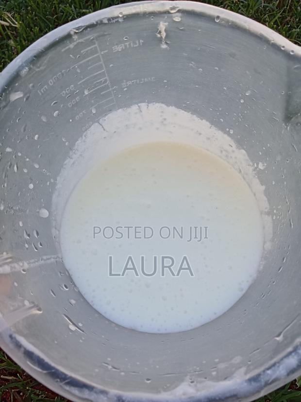 Kefir Grains for Fermented Milk
