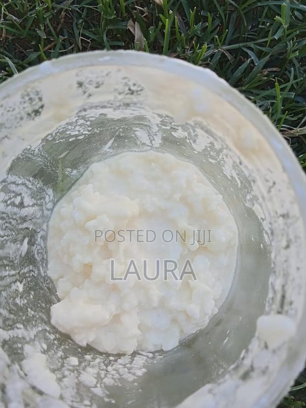 Kefir Grains for Fermented Milk - thumbnail 2