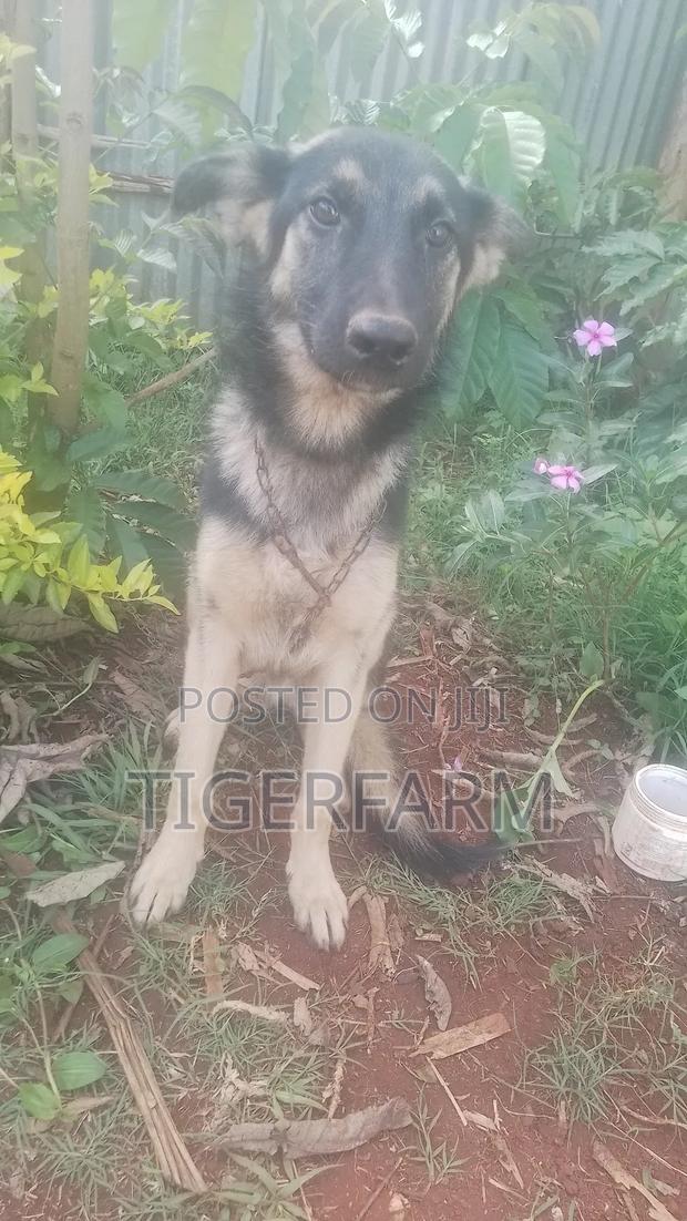 3-6 months Male Purebred German Shepherd - main view