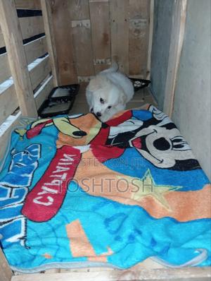 1-3 months Male Mixed Breed Maltese