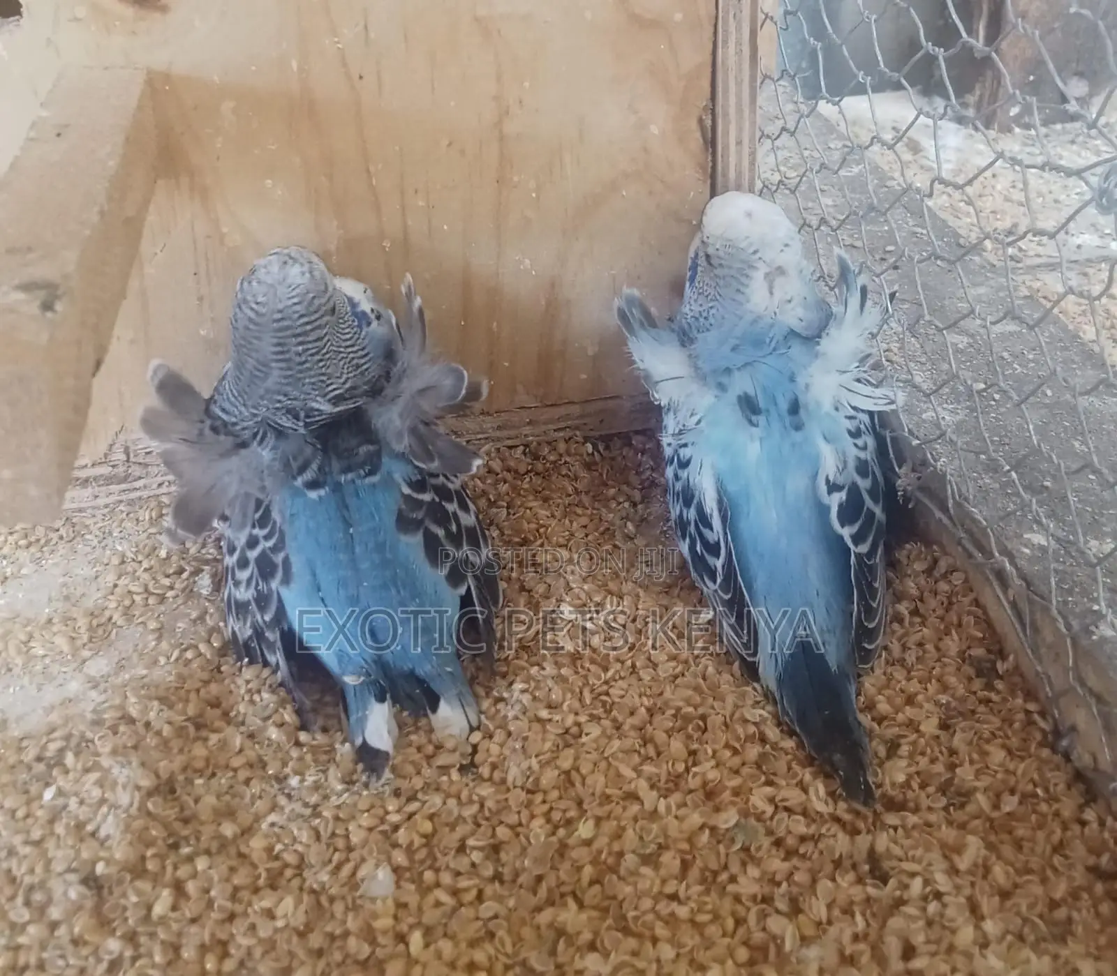 Flower Budgies Breed