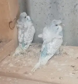 Flower Budgies Breed