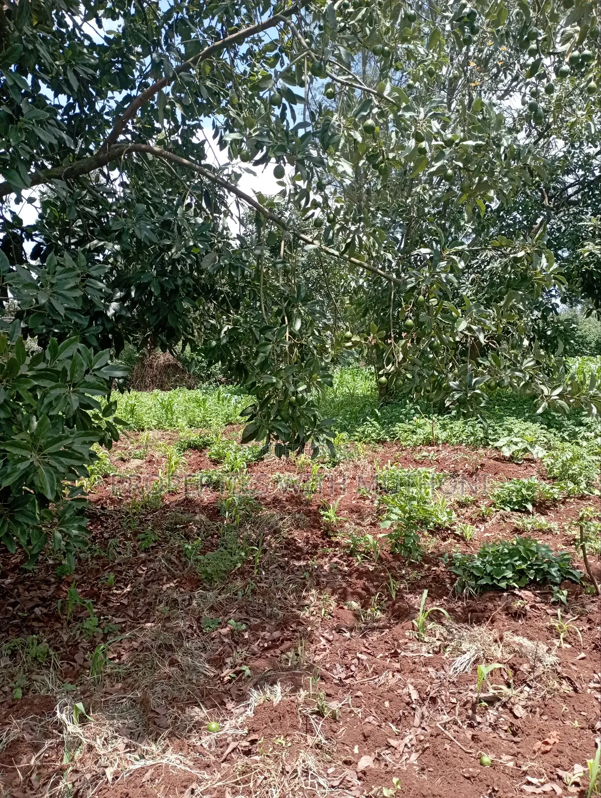 50×100 Plots for Sale in Gikambura, Kikuyu.