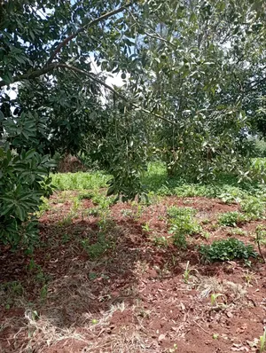 50×100 Plots for Sale in Gikambura, Kikuyu.