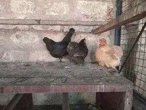 Pekin Bantam Hens
