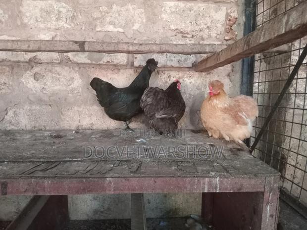 Pekin Bantam Hens