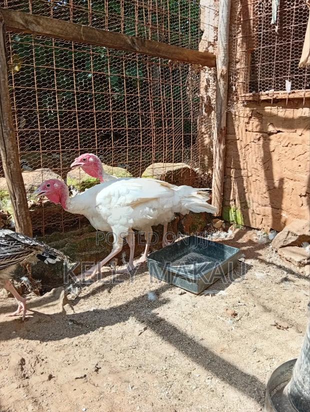 Almost Mature Male Turkeys - thumbnail 2
