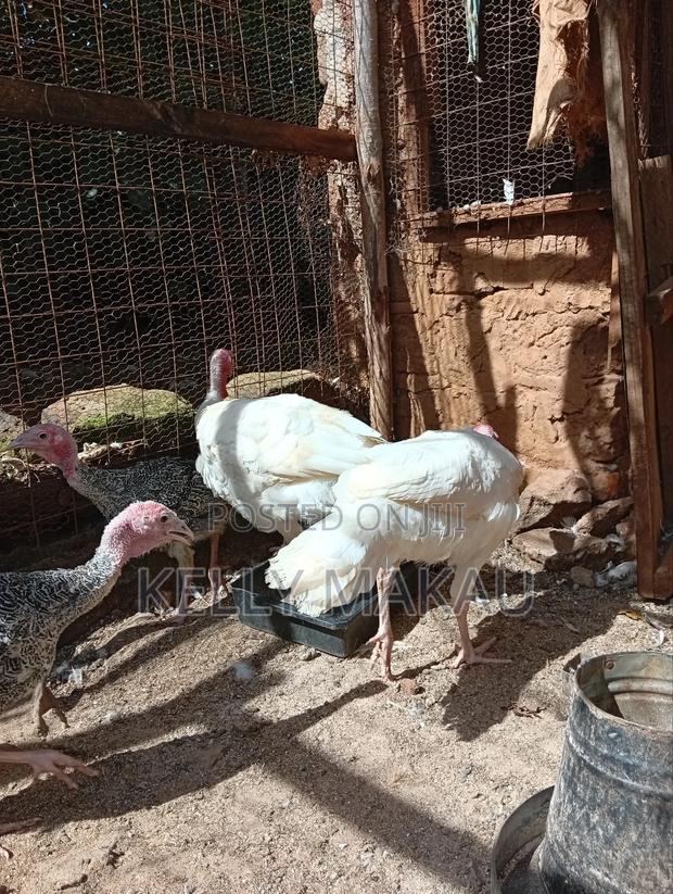Almost Mature Male Turkeys - thumbnail 3