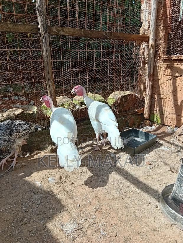 Almost Mature Male Turkeys - thumbnail 5