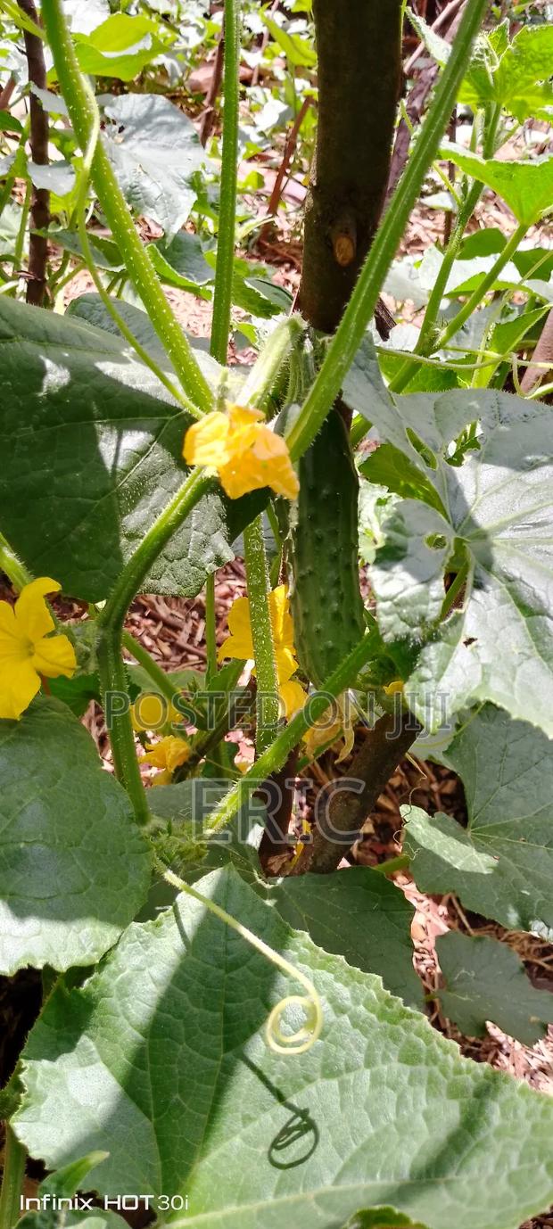 Fresh Cucumbers