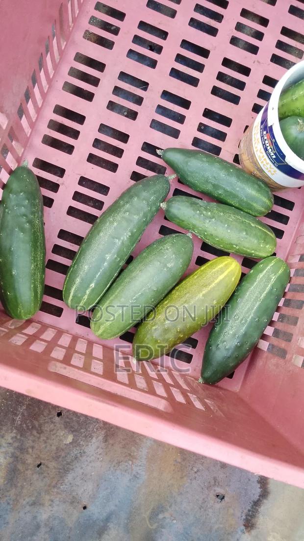 Fresh Cucumbers - thumbnail 2