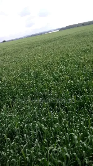 Own Kenya's Finest 1000-Acre Mixed Farm in Kitale-Trans- Nzoia County