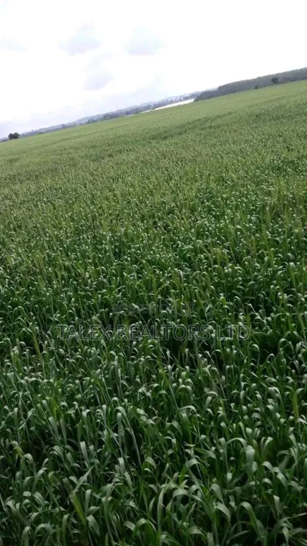 Own Kenya's Finest 1000-Acre Mixed Farm in Kitale-Trans- Nzoia County - thumbnail 2