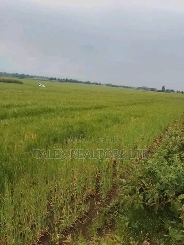Own Kenya's Finest 1000-Acre Mixed Farm in Kitale-Trans- Nzoia County - thumbnail 3