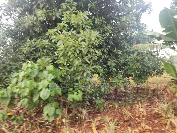 Own Kenya's Finest 1000-Acre Mixed Farm in Kitale-Trans- Nzoia County - thumbnail 4