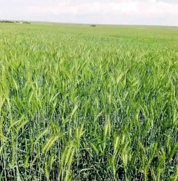 Own Kenya's Finest 1000-Acre Mixed Farm in Kitale-Trans- Nzoia County - thumbnail 9