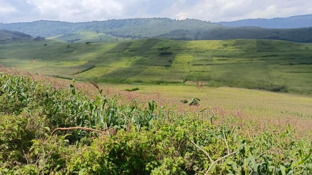 Own Kenya's Finest 1000-Acre Mixed Farm in Kitale-Trans- Nzoia County - thumbnail 12