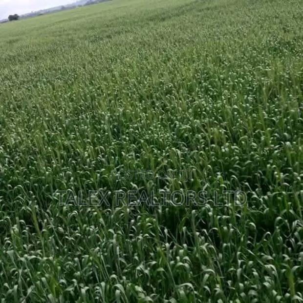 Own Kenya's Finest 1000-Acre Mixed Farm in Kitale-Trans- Nzoia County - thumbnail 19
