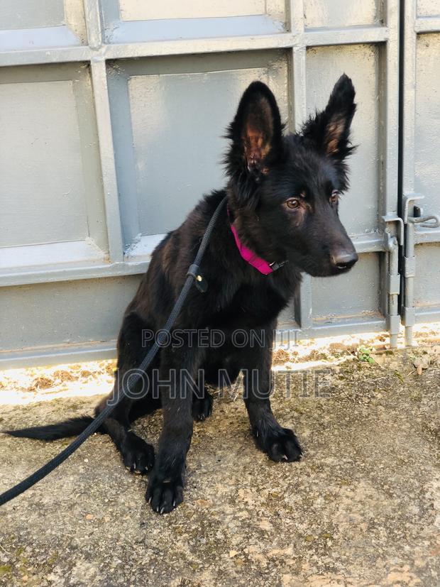 3-6 months Male Purebred German Shepherd - thumbnail 2