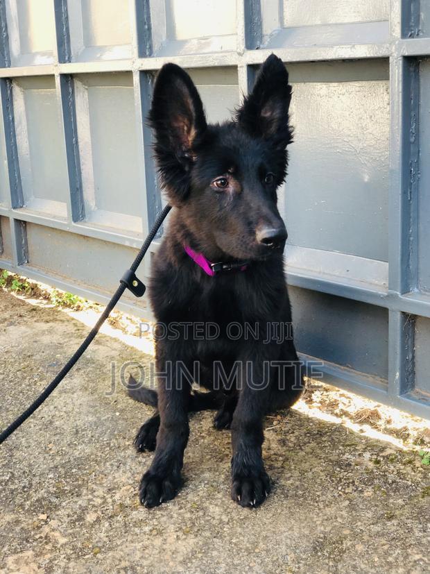 3-6 months Male Purebred German Shepherd - thumbnail 5