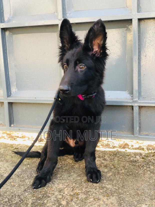 3-6 months Male Purebred German Shepherd - thumbnail 3