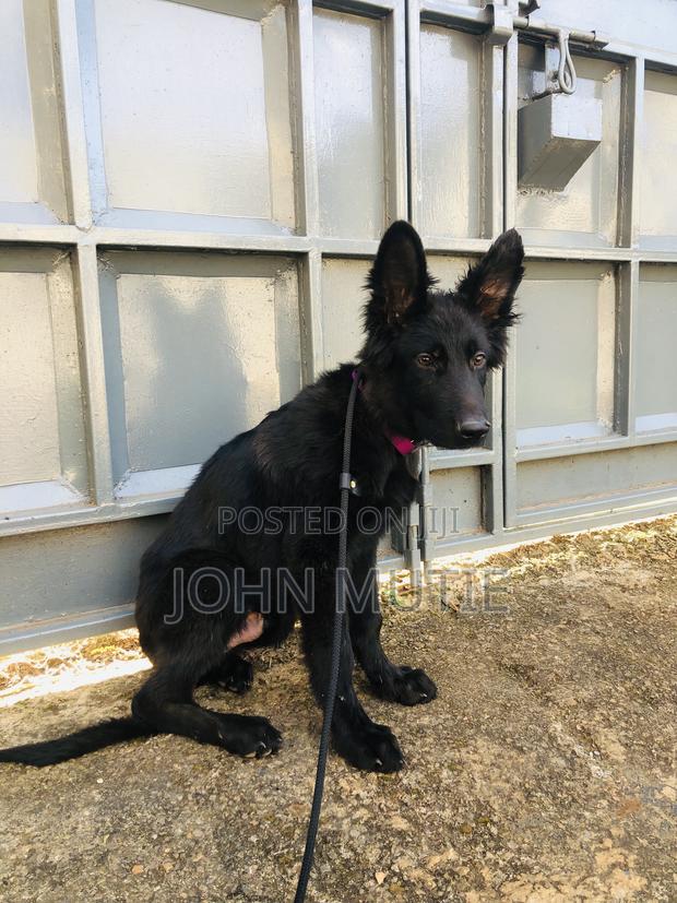 3-6 months Male Purebred German Shepherd - thumbnail 6