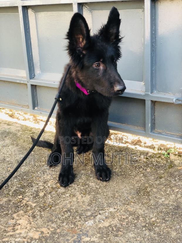 3-6 months Male Purebred German Shepherd - thumbnail 4