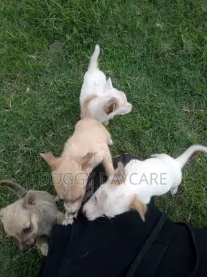 1-3 months Female Mixed Breed Japanese Spitz