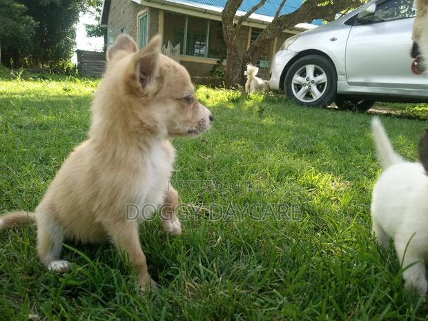 1-3 months Female Mixed Breed Japanese Spitz - thumbnail 2