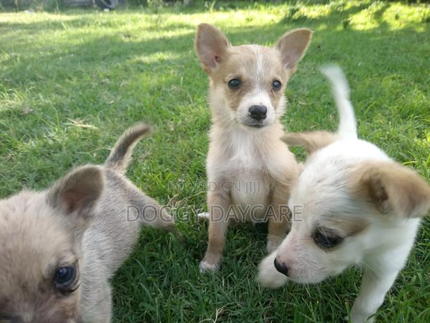 1-3 months Female Mixed Breed Japanese Spitz - thumbnail 3
