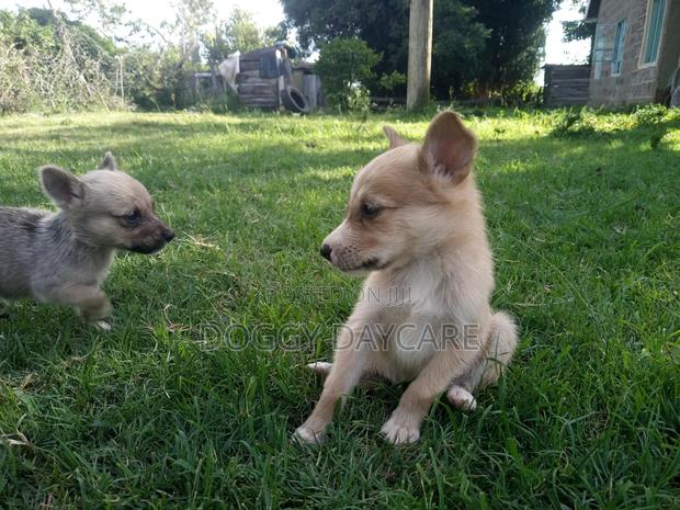 1-3 months Female Mixed Breed Japanese Spitz - thumbnail 4
