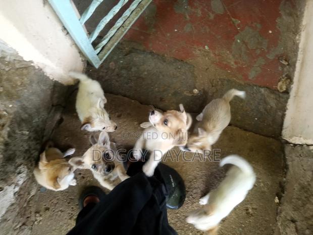 1-3 months Female Mixed Breed Japanese Spitz - thumbnail 5
