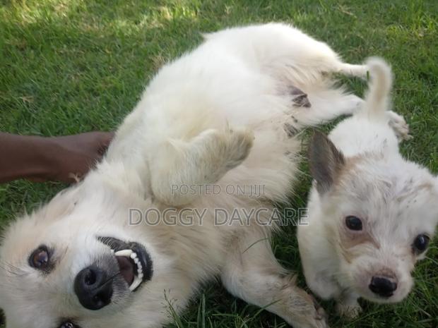 1-3 months Female Mixed Breed Japanese Spitz - thumbnail 6