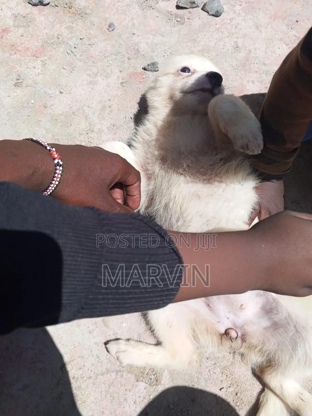 3-6 months Female Purebred Japanese Chin - thumbnail 3