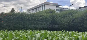 50x100 Available Plot for Sale in Kabete Gathiga