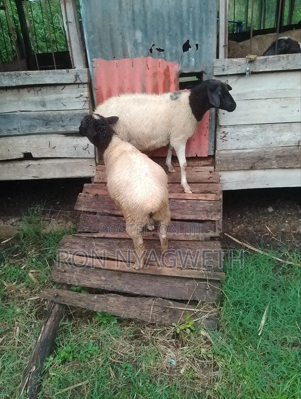 Pure Dorper Ram for Sale in Kisumu - thumbnail 6