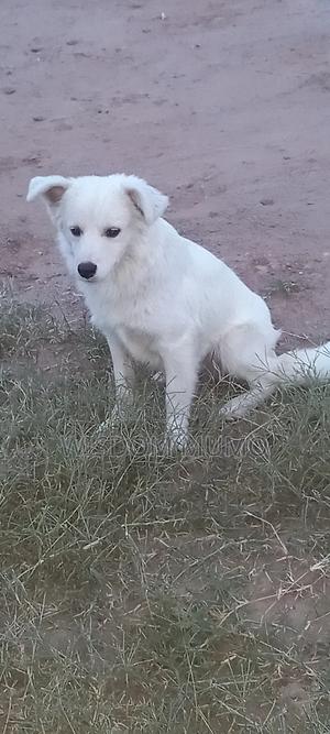 6-12 months Male Purebred Japanese Spitz - thumbnail 2