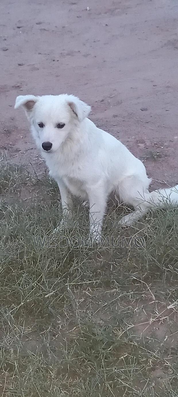 6-12 months Male Purebred Japanese Spitz